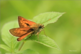 <p>SOUMRAČNÍK REZAVÝ (Ochlodes sylvanus) Zlínsko ---- /Large skipper - Rostfarbiger Dickkopffalter/</p>